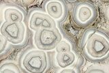 Polished Crazy Lace Agate Slab - Mexico #198158-1